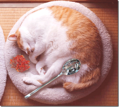 Curry_cat