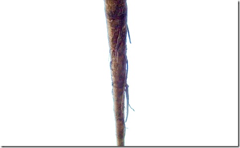 DSCF1406