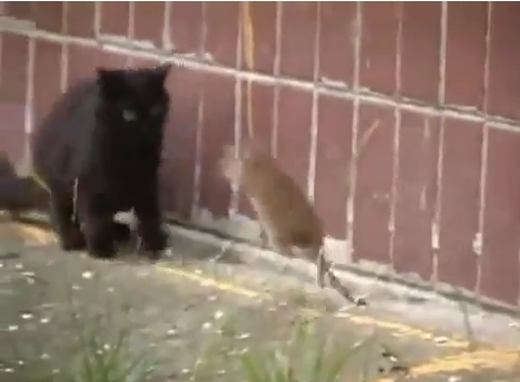 rat_attacks_cats