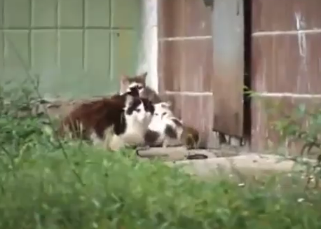 rat_attacks_cats2