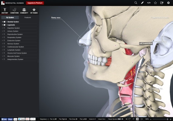 BioDigitalHuman_13_sh