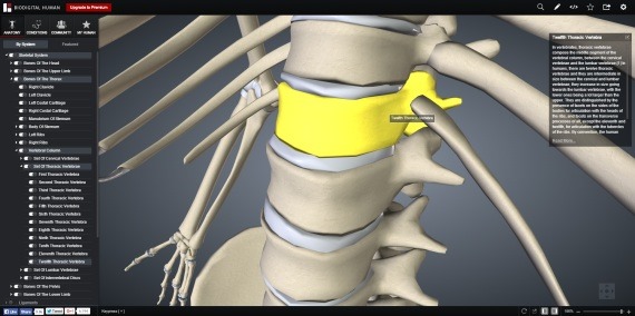 BioDigitalHuman_4_sh
