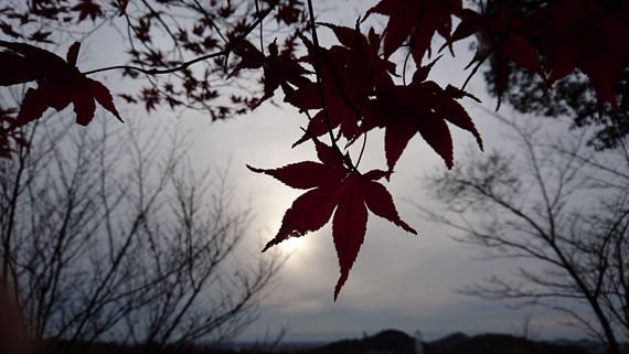 XperiaZ5_camera_test_41