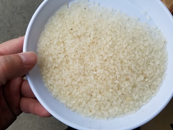 coin_pikasen_rice_selector_28_sh