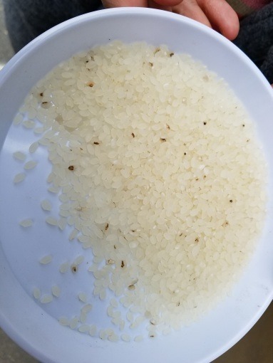 coin_pikasen_rice_selector_4_sh