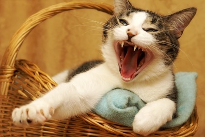 Yawning Cat
